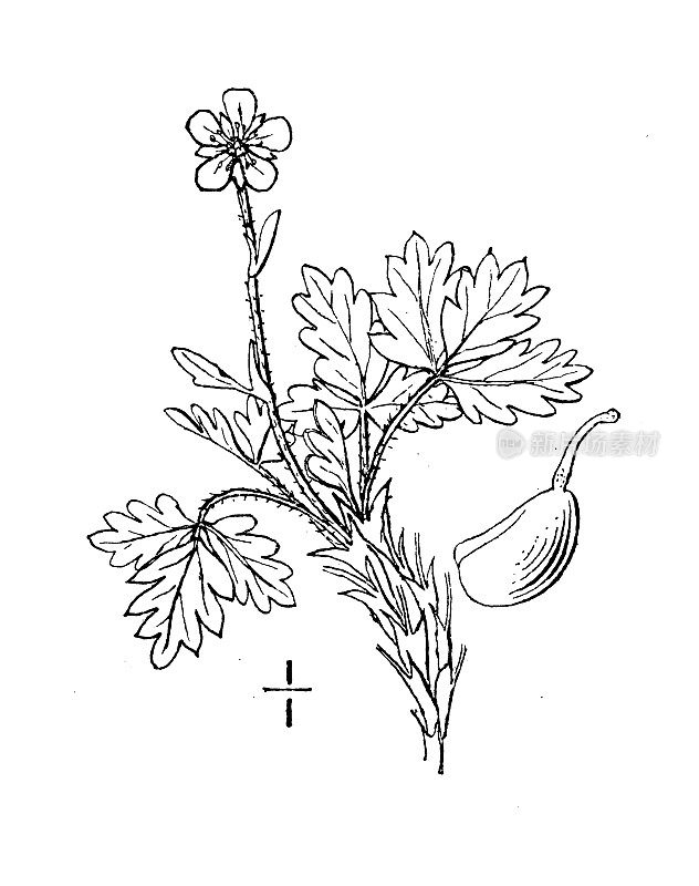 古董植物学植物插图:Potentilla robbinana, Robbins' Cinquefoil